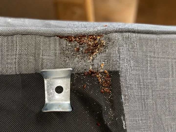 Infestation importante de punaises de lit sur un meuble à Marseille