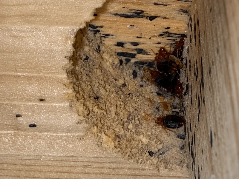 Punaises de lit cachées dans la structure en bois d’un lit à Marseille